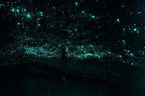 zealands glow worm caves viacom travel blog