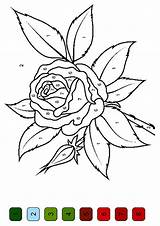 Number Color Coloring Pages Flower Rose Printable Kids Print Printables Flowers Numbers Paint Sheets Momjunction Parentune Beautiful Pattern Adult Child sketch template