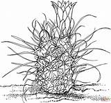 Barrel Cactus Drawing Coloring Sagebrush Racing Gramma Grass Pages Getdrawings Whiskey Printable sketch template