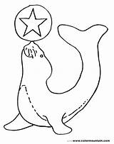 Coloring Pages Seal Navy Getdrawings sketch template