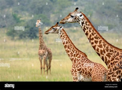 maasai giraffe giraffa camelopardalis tippelskirchi female  young