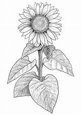 Sunflower Sketch Girassol Girasol Sunflowers Gravura Liketogirls Ilustracao Vetor sketch template