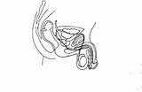 Reproductive Unlabeled Organ Getdrawings Reproductor Aparato Etsu Femenino Exam Eso Markcritz sketch template