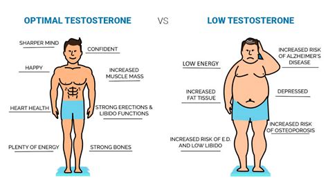 Testosterone And Weight Loss Is There A Link Get Amen