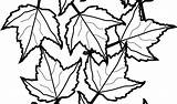 Pile Leaves Coloring Pages Getdrawings sketch template