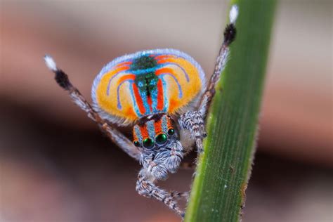 Female Peacock Spiders Underwhelmed By Disco Dancing Suitors