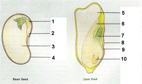 seed anatomy diagram