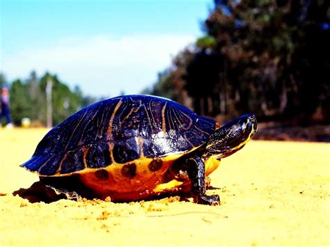 schildpad vijver schildpad reptiel desktop achtergrond  beste afbeeldingen