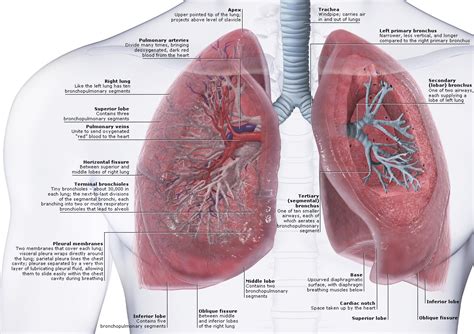 anatomy  physiology   lungs health life media