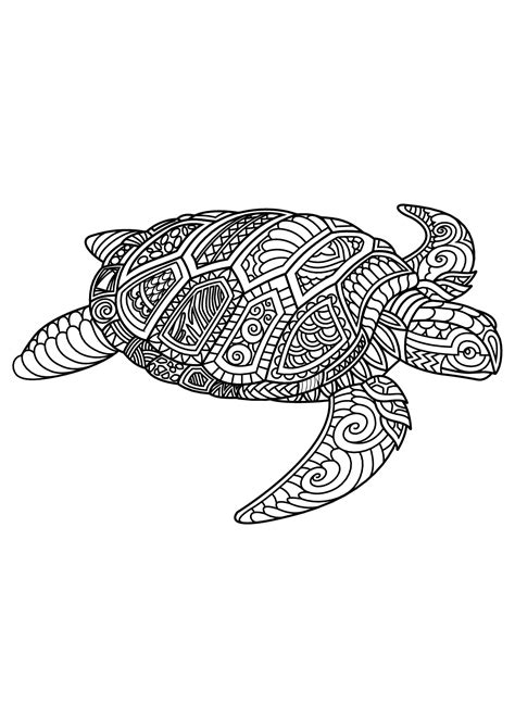 book turtle turtles adult coloring pages