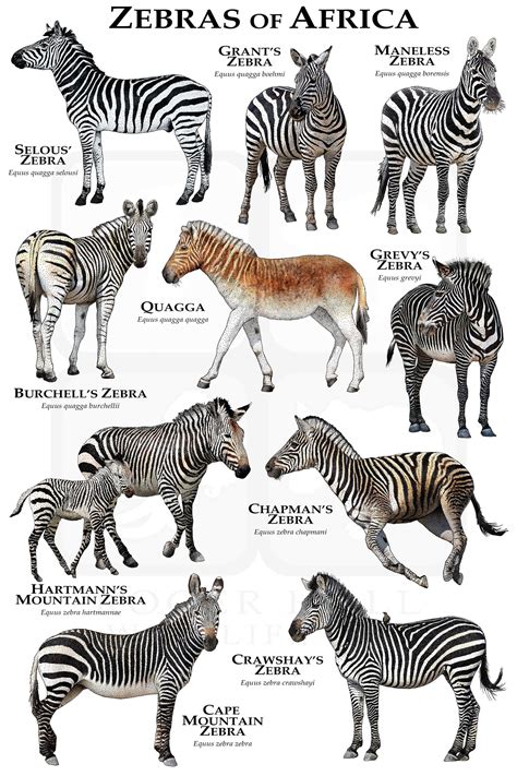 zebras  africa poster field guide etsy canada zebras animal