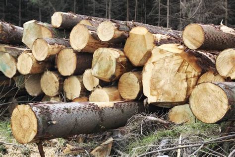 high timber prices achieved  early     premium
