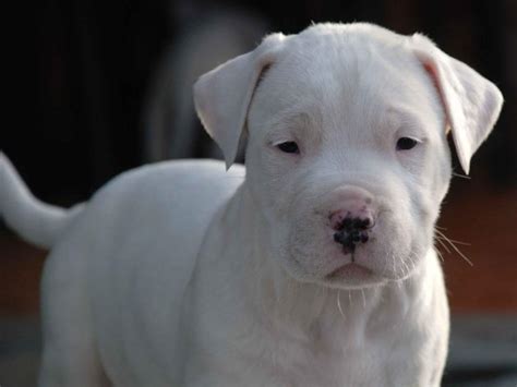 dogo argentino wallpapers hd