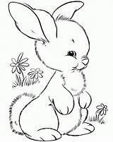 Coloring Pages Clipart Bunny Rabbits Cute Rabbit Library Eating Carrot sketch template