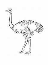 Emu Coloring Pages Printable Print Birds Getcolorings Getdrawings sketch template