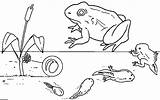 Tadpole Frog Frogs Metamorphosis Tadpoles Sheets Indexhtml Kaiser sketch template
