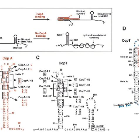 Schematic Model For Antisense Rna Control Of Repa Synthesis A And