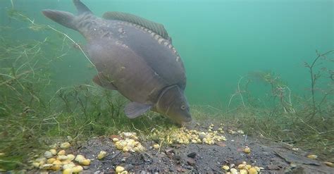 carp behave beneath  surface