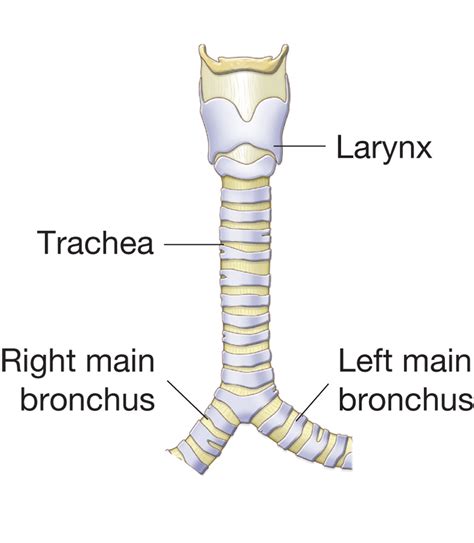 structure   trachea  extends   larynx