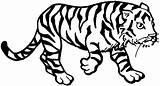Tiger Coloring Pages Cub sketch template