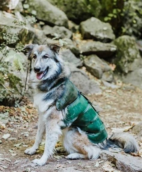 leather dog armor