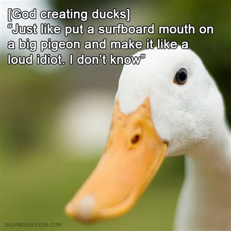 god created animals funny duck funny duck quotes duck quotes