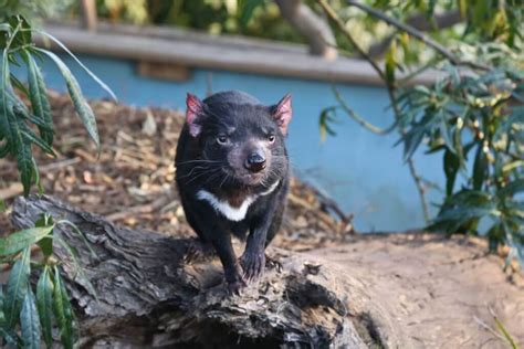 find  tasmanian devil tasmania magazine