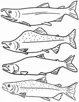 Salmon Sockeye sketch template