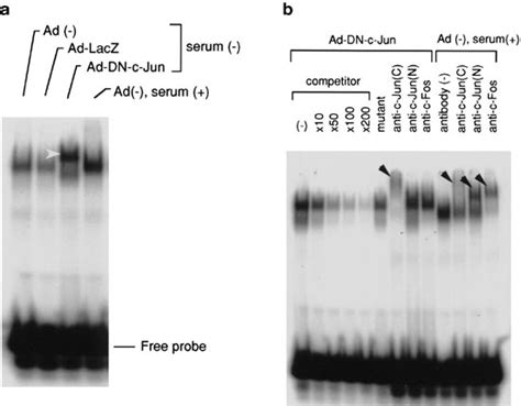 characteristics of ap 1 dna binding activity from smc infected with download scientific diagram