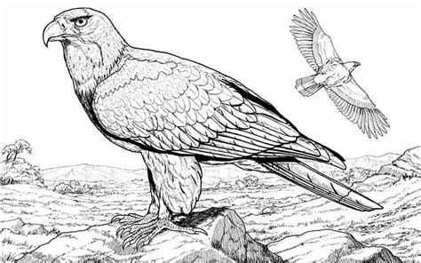 coloring pages animals realistic   realistic nature pages