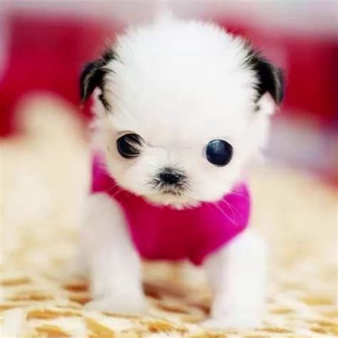 top  cutest puppy   world  kids  cute dogs baby