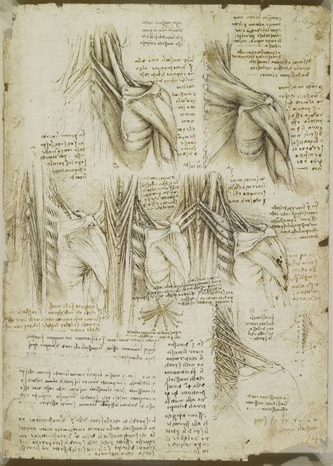 anatomy sketches head