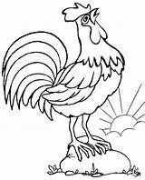 Rooster Nuggets Gallo Colorare Chickens Disegni Designlooter sketch template