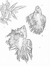 Coloring Fish Betta Pages Getcolorings Getdrawings Print sketch template
