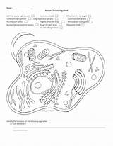 Sheet Membrane Ligh Studylib Nucleoplasm Biologycorner sketch template