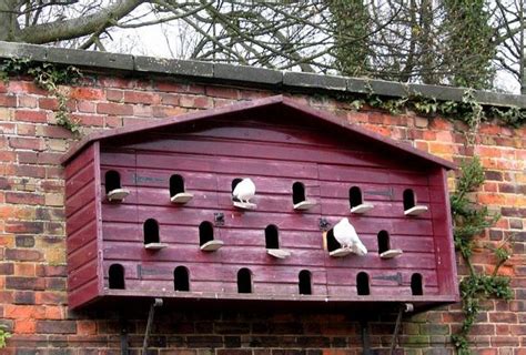 read   doves           garden bird house feeder