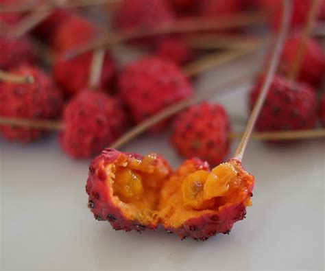 kousa dogwood fruit foraged edible seeding resilience