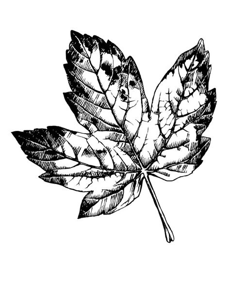printable maple leaf coloring page mama likes