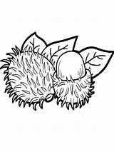 Rambutan Coloring Pages Fruits Color Recommended Printable sketch template