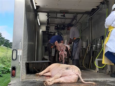 mobile slaughtering units  farm facilities  open bottleneck  meat processing