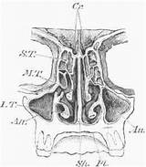 Nasal Passages Palate Nose Transverse Section Do Bone Inferior Horizontal Fig Middle Hard sketch template