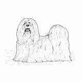 Lhasa Coloring Apso Surfnetkids sketch template