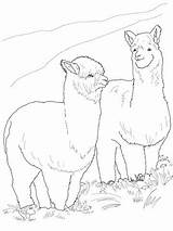 Alpaca Alpacas Colorear Ausmalbild Alpakas Dibujos Alpaka Ausdrucken Kostenlos Supercoloring Colorare Ausmalen Malvorlagen Fell Vollem Peludas Sketch sketch template