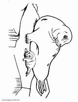 Coloring Pages Sea Animals Seal Colouring Baby Ocean Seals Printable Print Animal Popular sketch template