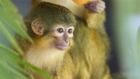 kunnen weer aapjes kijken er  een nieuw soort  de apenheul