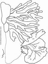 Reef Fische Barrier Ausmalen Verschiedene Malvorlage Reefs Designlooter Starfish Nemo sketch template