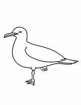 Seagull Coloring Pages California Netart Print Kids Color sketch template