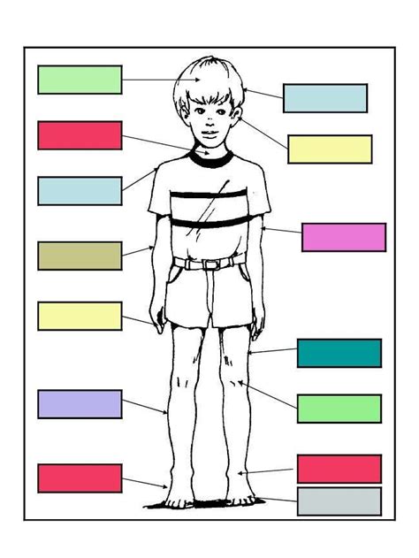 drawing   mans body   names   parts   colors