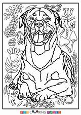 Rottweiler Páginas Yorkshire Coser Beagle Razas sketch template