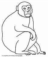 Monkey Rhesus Coloring Pages Hubpages sketch template
